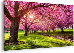 Obraz rozkvitnutých čerešní, Hurd Park, Dover, New Jersey (90x60 cm)