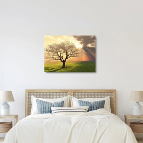 Sklenený obraz stromu na lúke (70x50 cm)