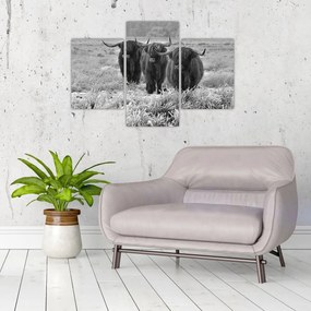 Obraz - Škótske kravy (90x60 cm)