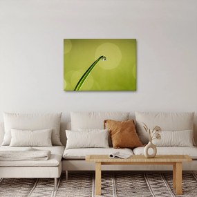 Obraz kvapky vody na tráve (70x50 cm)
