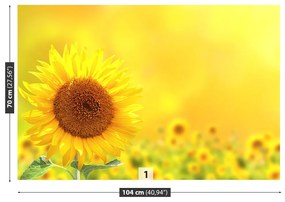 Fototapeta Vliesová Žlté slnečnice 104x70 cm