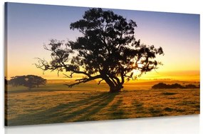 Obraz osamelý strom pri západe slnka - 90x60