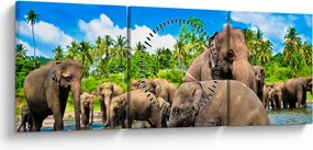 Obraz - Slony, Sri Lanka (s hodinami) (90x30 cm)