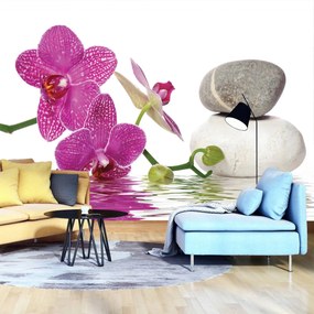 Fototapeta - Orchidey (152,5x104 cm)