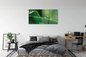 Obraz plexi Kvapky tráva makro 125x50 cm