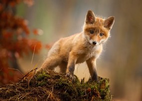 Fotografia Fox, Robert Adamec