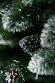 Limpol Vianočný stromček Borovica Verona Výška stromčeka: 220 cm