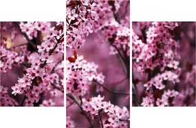 Obraz - Ružová sakura (90x60 cm)