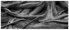 Obraz - Korene stromu (120x50 cm)