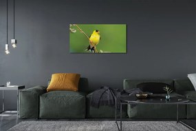 Obraz na plátne žltý papagáj 125x50 cm