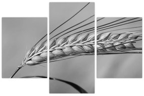 Obraz - Pšenica, čiernobiela (90x60 cm)