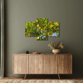 Obraz - Citrónovník (90x60 cm)