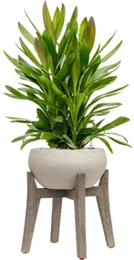 Cement With feet Cibey M Beige washed 47x54 cm