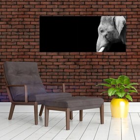 Obraz - Slon (120x50 cm)