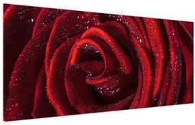 Obraz - Červená ruža s kvapkami rosy (120x50 cm)