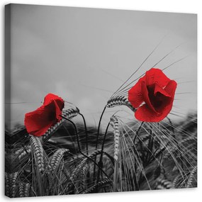 Obraz na plátně Červené máky a kukuřice - 60x60 cm