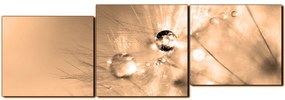 Obraz na plátne - Dandelion z kvapkami rosy - panoráma 5262FE (150x50 cm)