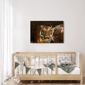 Obraz tigra (90x60 cm)