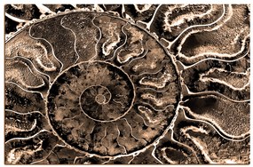Obraz na plátne - Textúra fosílie 1174FA (120x80 cm)