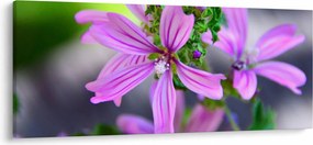 Detailný obraz kvetiny (120x50 cm)
