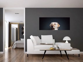 Obraz labradora (120x50 cm)