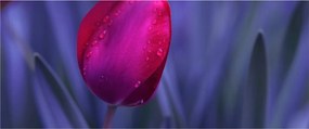 Obraz pupete tulipánu (120x50 cm)
