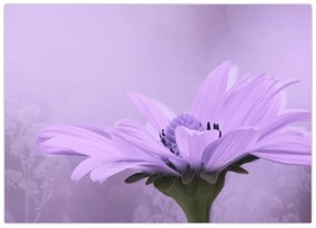 Obraz - Fialový kvet (70x50 cm)