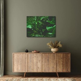 Obraz - Palmové listy (70x50 cm)