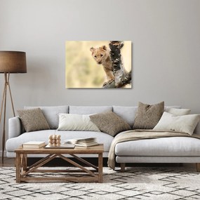 Sklenený obraz levíčaťa (70x50 cm)