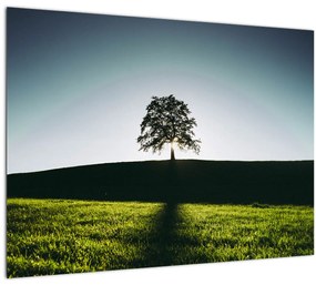 Sklenený obraz prírody - strom (70x50 cm)