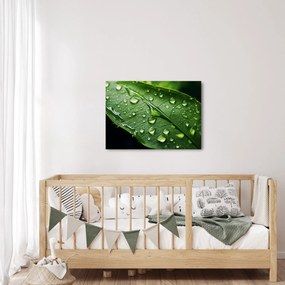 Obraz - List po daždi (70x50 cm)