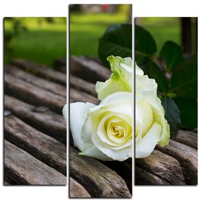 Obraz na plátne - Biela ruža na lavici - štvorec 3224C (105x105 cm)