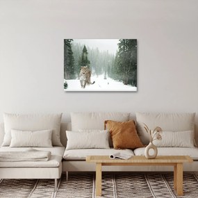 Obraz leoparda v snehu (70x50 cm)