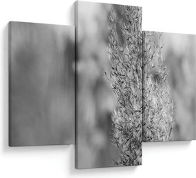 Obraz - Boho pampas grass (90x60 cm)