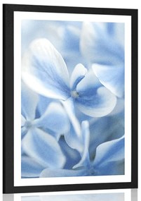 Plagát s paspartou modro-biele kvety hortenzie - 40x60 black