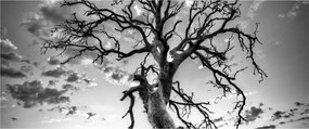Obraz - Čiernobiely strom (120x50 cm)