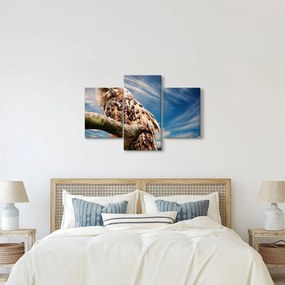 Obraz - Sova (90x60 cm)