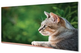 Sklenený obraz vyzerajúci mačka 140x70 cm
