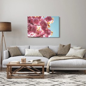 Obraz - Čerešňový kvet (90x60 cm)