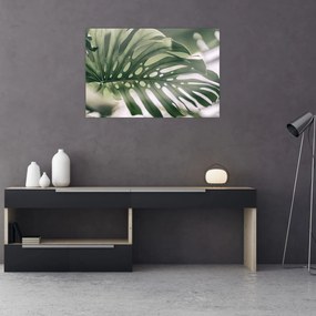 Obraz - List monštier (90x60 cm)