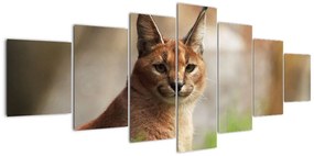 Rys ostrovid - obraz