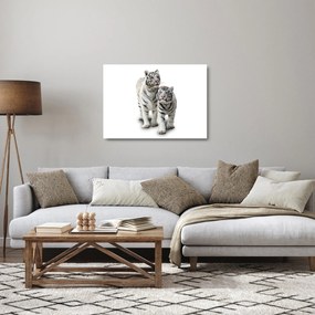 Sklenený obraz - Biely tiger (70x50 cm)