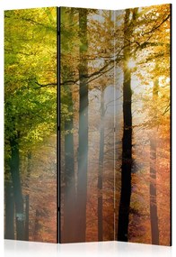 Artgeist Paraván - Forest Colours [Room Dividers]