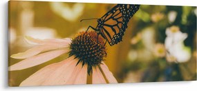 Obraz motýľa na kvetine (120x50 cm)