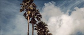 Obraz - Palmová dráma (120x50 cm)