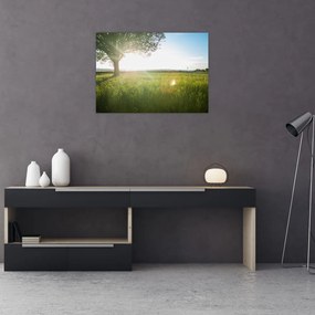 Sklenený obraz stromu v poli (70x50 cm)
