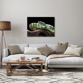 Sklenený obraz - Štrkáč Waglerov (70x50 cm)