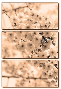 Obraz na plátne - Čerešňový kvet - obdĺžnik 7279FB (105x70 cm)
