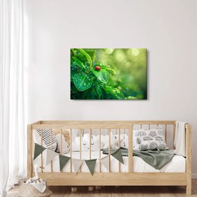 Obraz - Lienka (90x60 cm)