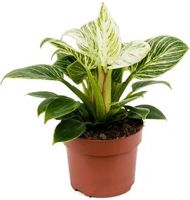 Philodendron white wave / Birkin 11x25 cm